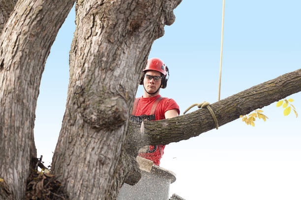 How Our Tree Care Process Works  in  Andrews, NC